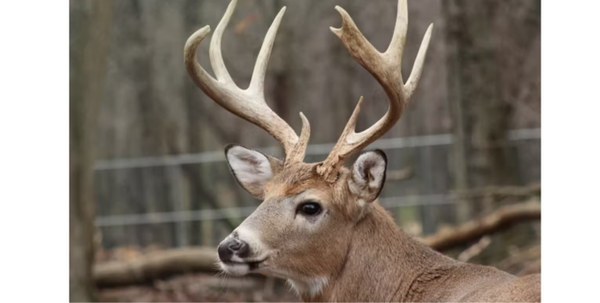 Deer Hunting Season in Minnesota: 2025 Guide