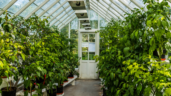 How to Build A Solar-Powered Greenhouse With Solar Generator?